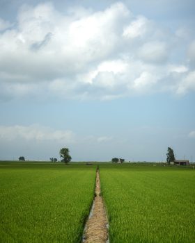 Two green rice fields divided by a mud line towards the horizon
