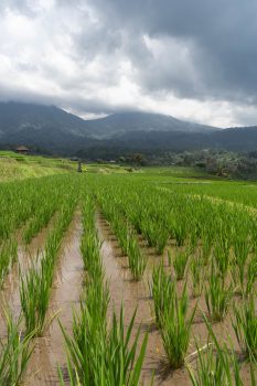 A vertical shot of paddy fields under the daylight